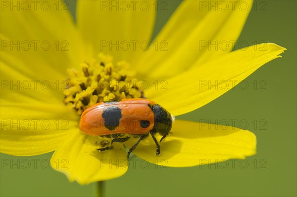 Ant Bag Beetle or Short-horned Leaf Beetle (Clytra laeviuscula)