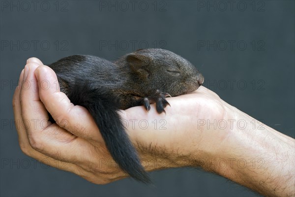 Red Squirrel (Sciurus vulgaris)