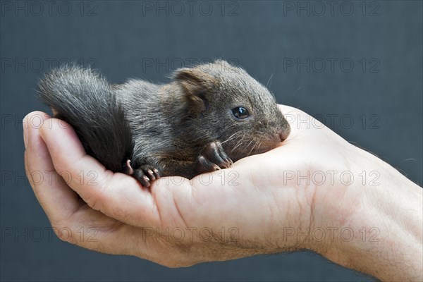 Red Squirrel (Sciurus vulgaris)