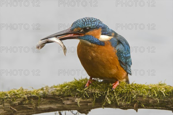Kingfisher (Alcedo atthis) with prey