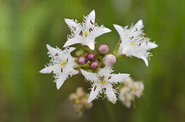 Bogbean (Menyanthes trifoliata)