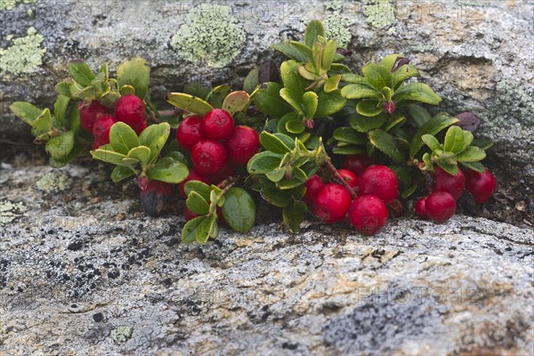 Lingonberry or Cowberry (Vaccinium vitis-idaea)