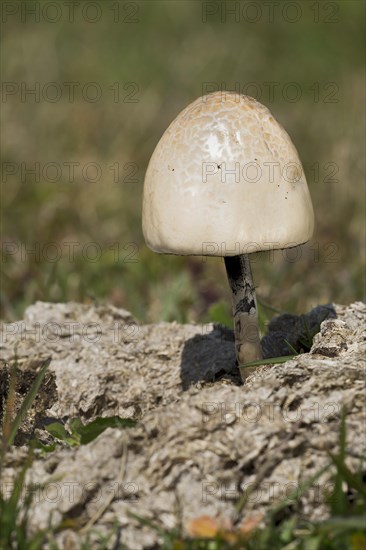 Shiny Mottlegill or Egghead Mottlegill (Panaeolus semiovatus)