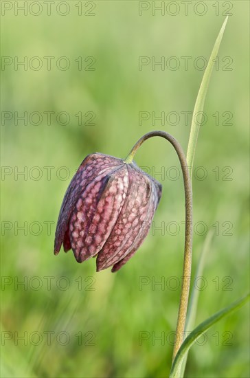 Snake's Head Fritillary