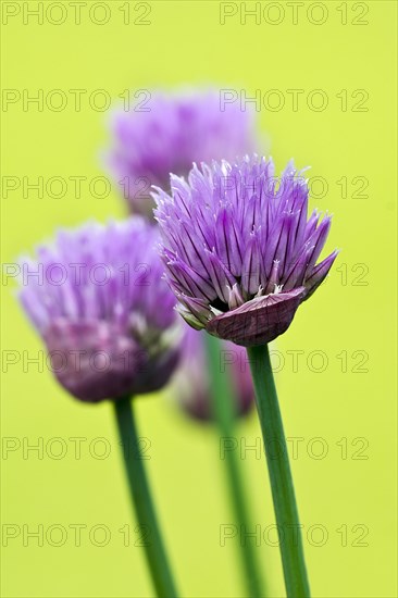 Chives (Allium schoenoprasum)