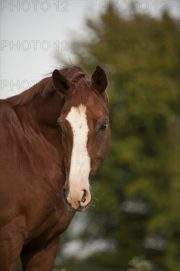 Hanoverian horse