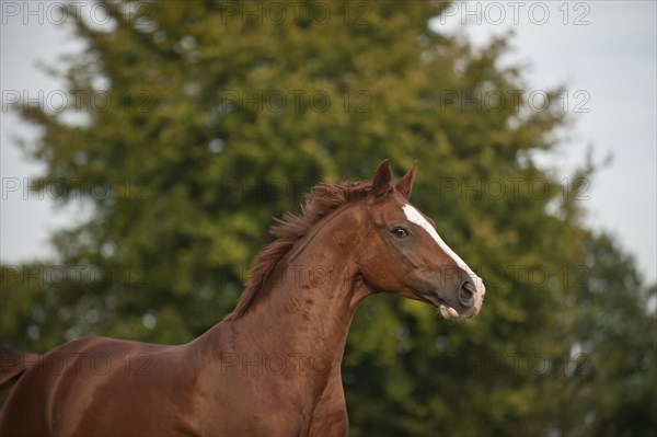 Hanoverian horse