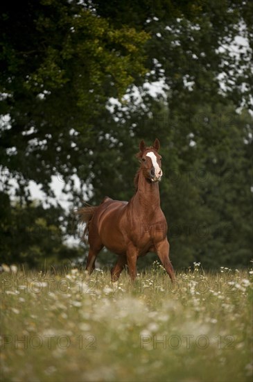 Hanoverian horse galloping across a meadow