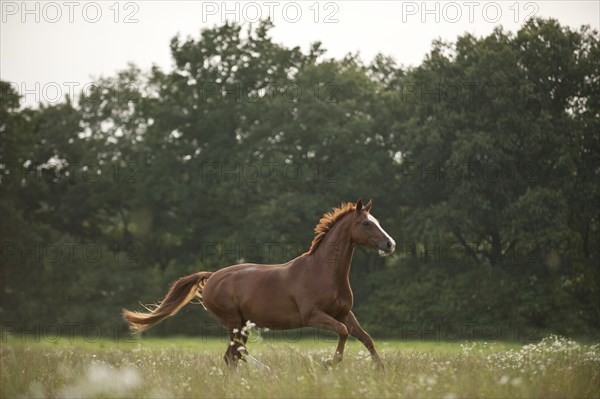 Hanoverian horse galloping across a meadow