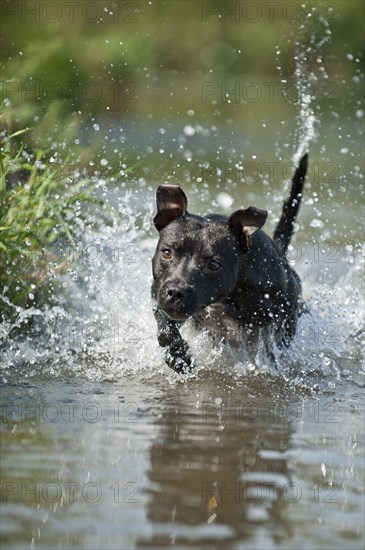 Old English Staffordshire Bull Terrier