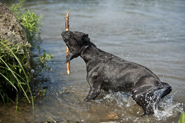 Old English Staffordshire Bull Terrier