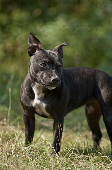 Old English Staffordshire Bull Terrier