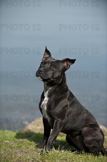 Old English Staffordshire Bull Terrier