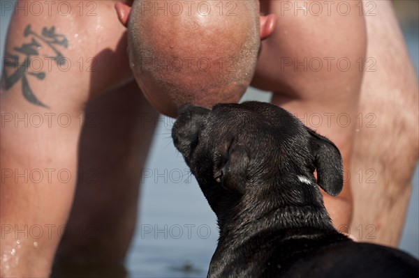 Old English Staffordshire Bull Terrier