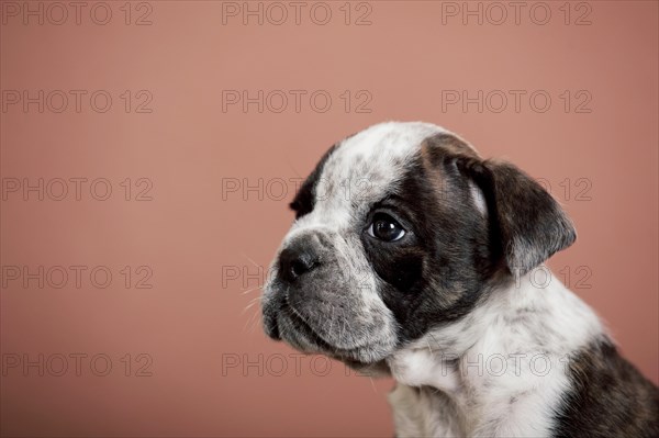 Olde English Bulldog