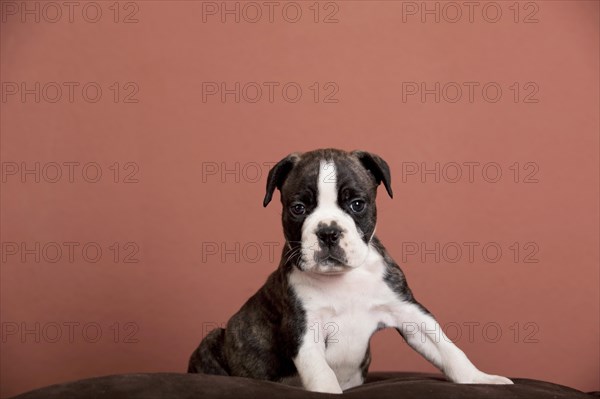 Olde English Bulldog