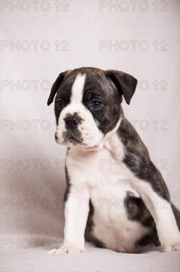 Olde English Bulldog