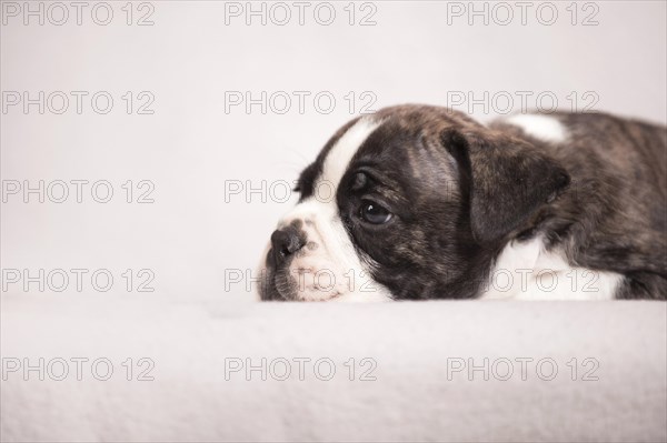 Olde English Bulldog