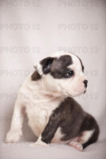 Olde English Bulldog