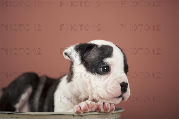 Olde English Bulldog