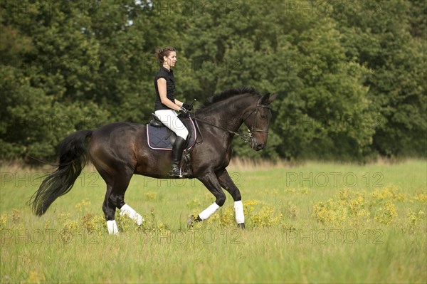 Woman galloping on a Holsteiner horse across a meadow