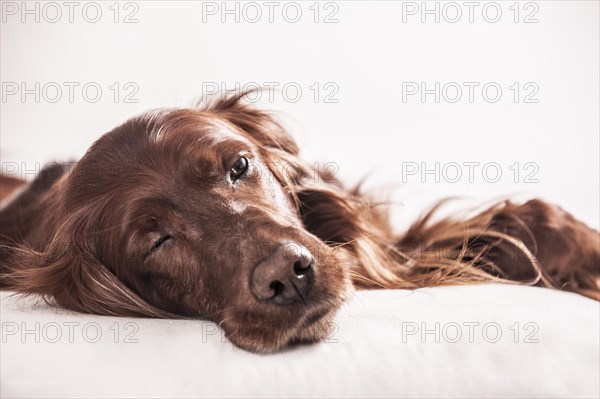 Irish Red Setter relaxing on a pillow