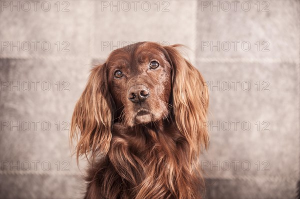 Irish Red Setter