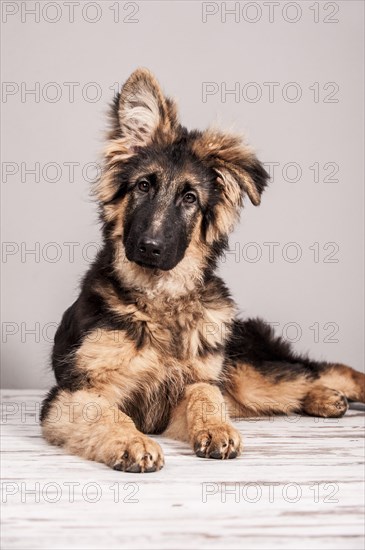 Old German Shepherd