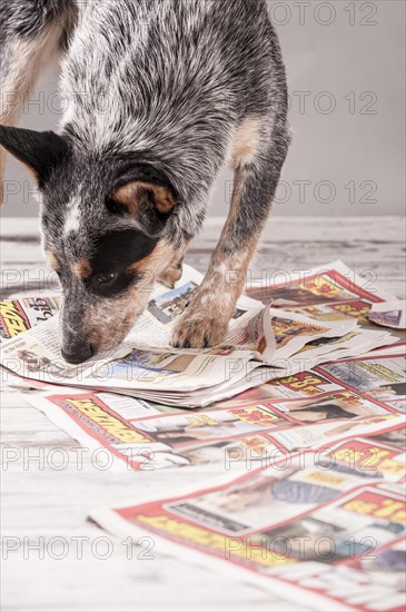 Australian Cattle Dog