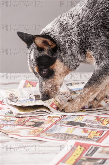 Australian Cattle Dog