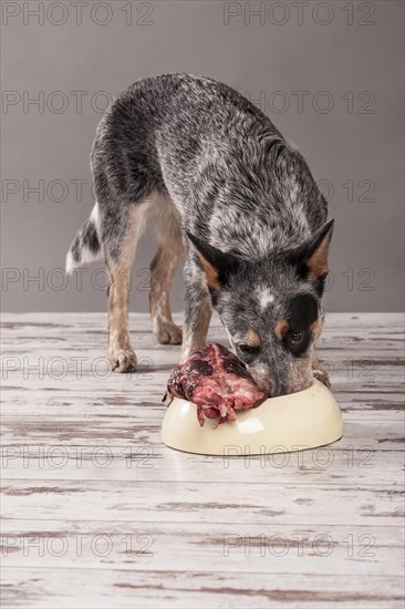 Australian Cattle Dog