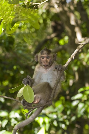 Rhesus macaque or monkey (Macaca mulatta)