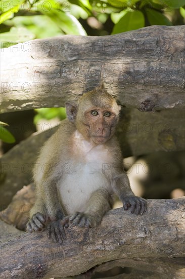Rhesus macaque or monkey (Macaca mulatta)