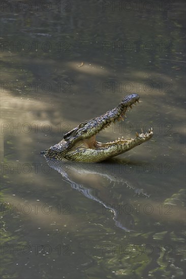 Siamese Crocodile (Crocodylus siamensis)