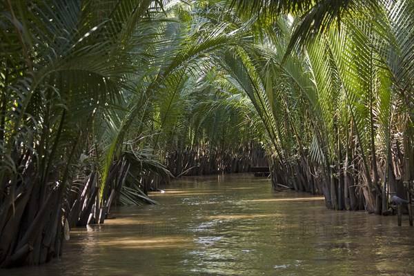 Bamboo growing on the Mekong River