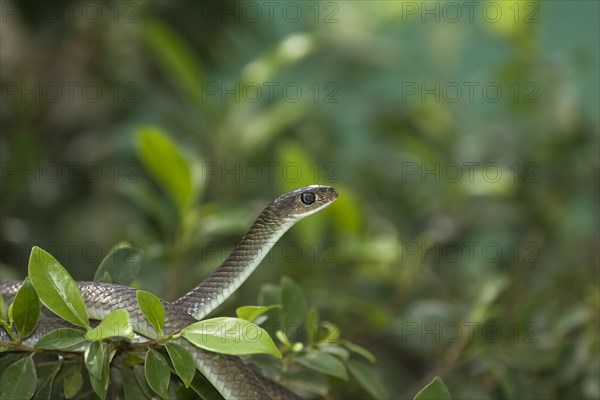 Chinese ratsnake or Indo-Chinese rat snake (Ptyas korros)