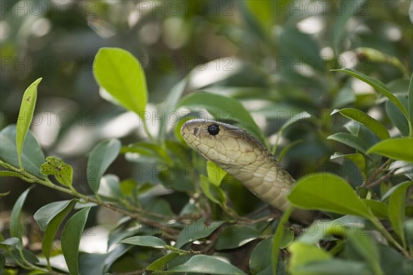 Chinese ratsnake or Indo-Chinese rat snake (Ptyas korros)