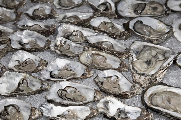 Fresh oysters on crushed ice