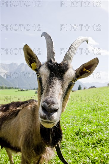 Goat on a pasture