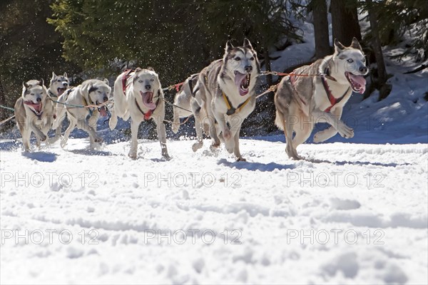 Dog sled or dog sledge