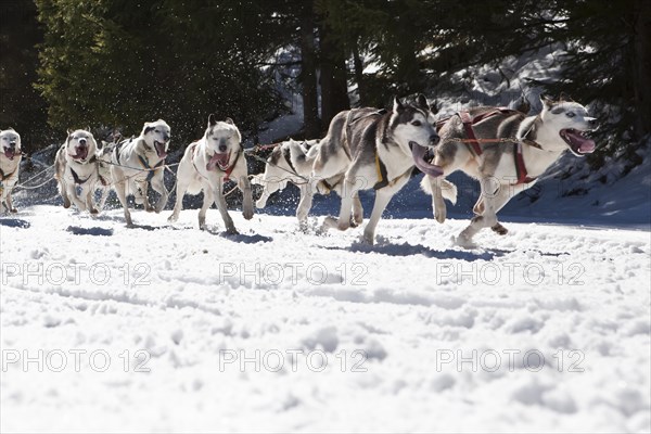 Dog sled or dog sledge