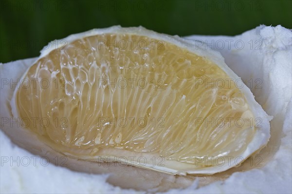 Segment of a pomelo fruit