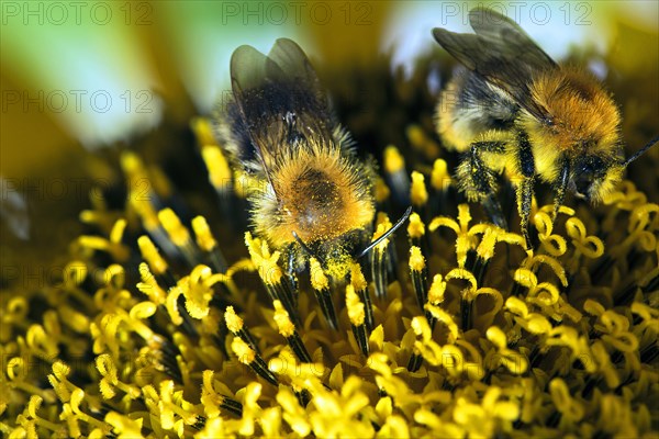 Two Bumble Bees (Bombus sp.) collecting nectar and spreading pollen on a sunflower