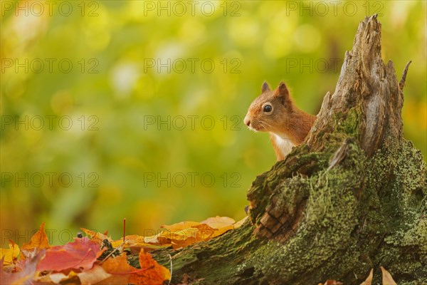 Red squirrel (Sciurus vulgaris) poking out from behind a tree stump