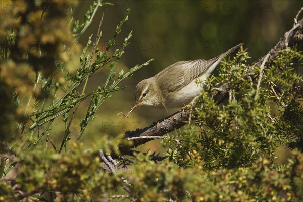 Willow warbler (Phylloscopus trochilus) collecting nesting material amongst gorse and jasmine