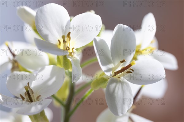 Flowering Cymbidium Orchid