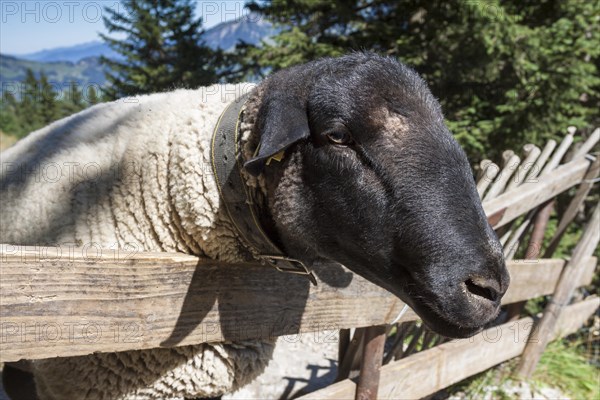 Rhoen sheep standing at a fence in the Alpstein region