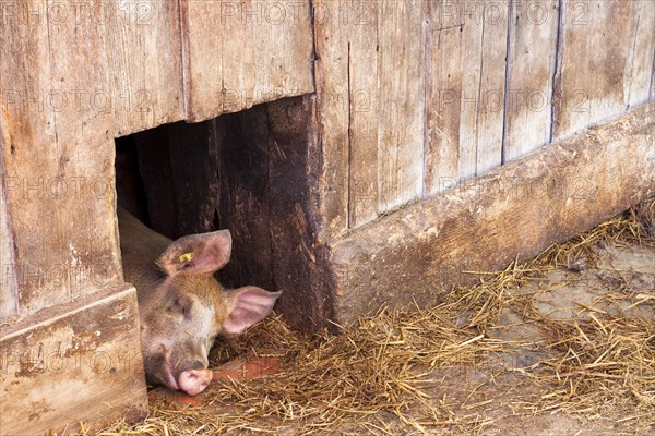 Domestic pig (Sus scrofa domestica) asleep at midday in the shade at a stable door