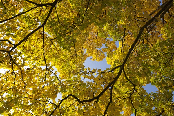 Maple tree (Acer sp.) In autumn