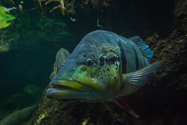 Humboldt Crest bass (Cichla temensis)